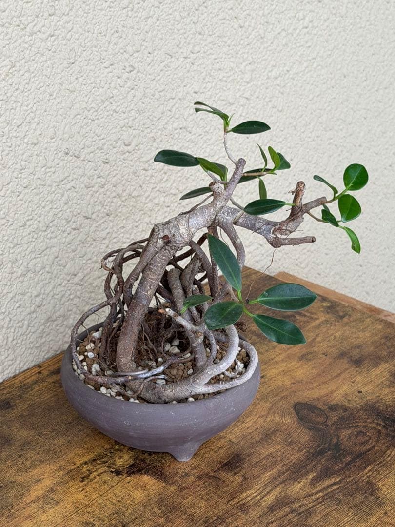 Amazon.co.jp: ガジュマル盆栽 古木 : DIY・工具・ガーデン